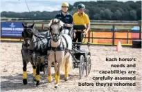  ??  ?? Each horse’s needs and capabiliti­es are carefully assessed before they’re rehomed