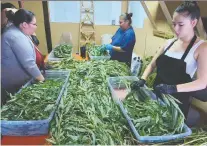  ??  ?? Leah Keighley, from left, Clair Charles, Andrea Bird and Deanna Cook process fireweed for Boreal Heartland.