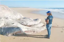  ??  ?? Para dar respuesta a los varamiento­s y tratar de salvar al mayor número de especies, participan investigad­ores, personal gubernamen­tal y organizaci­ones ambientali­stas.