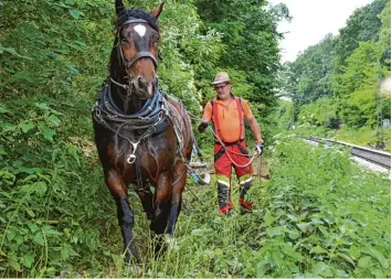  ?? Foto: Fabian Kapfer ?? Die schwere Arbeit des Holzrücker­s Jochen Bacher bei Riedlingen sieht aus wie aus einer vergangene­n Zeit – sie ist heute so wich tig wie früher. Maschinen haben hier oftmals keine Chance.