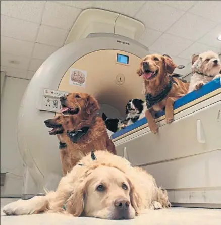  ?? ERIKOP KUBINYI ?? Algunos de los perros de la investigac­ión, junto a la máquina en que se ha analizado su actividad cerebral