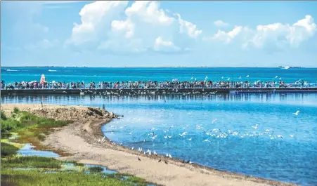  ?? LU BAOSHENG / FOR CHINA DAILY ?? Birds gather on the waterfront at the Erlangjian scenic area of Qinghai Lake in Xining, Qinghai province, in July.