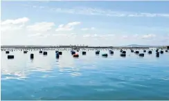  ??  ?? Mussel rafts, part of DAFF’s aquacultur­e developmen­t zone in Saldanha Bay.
