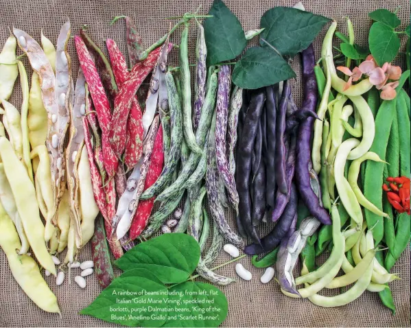  ??  ?? A rainbow of beans including, from left, flat Italian ‘Gold Marie Vining’, speckled red borlotti, purple Dalmatian beans, ‘King of the Blues’, ‘Anellino Giallo’ and ‘Scarlet Runner’.