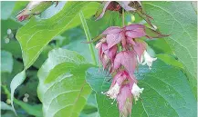  ??  ?? Himalayan honeysuckl­e is a fastgrowin­g shrub that is easy to grow and adaptable.