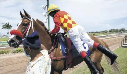  ?? ?? Jockey Natalie Berger dismountin­g Queen Deftiny. (photos: Joseph wellington)