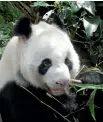  ?? PHOTO: JILL WORRALL ?? Kai Kai the giant panda munching his way through a heap of bamboo.