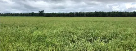  ?? FACEBOOK DE CONARROZ ?? Si bien el precio internacio­nal del arroz se mantuvo desde que se implementó la “Ruta del Arroz”, el precio nacional aumentó para el consumidor.