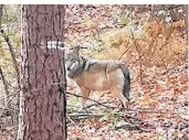  ?? FOTO: DPA ?? Wölfin „Gloria“wurde im vergangene­n Winter in einem Wald bei Hünxe von einer Jägerin fotografie­rt.