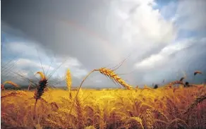  ?? JEFF HORNER/WALLA WALLA UNION-BULLETIN VIA AP/ FILES ?? Changing the agricultur­al policy that penalizes American wheat, which the U.S. wants overhauled in NAFTA, is expected to have little impact on Canada.