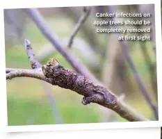  ??  ?? Canker infections on apple trees should be completely removed at first sight