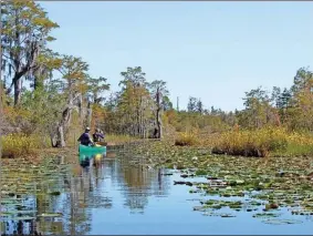  ?? Photo Contribute­d by Joy Campbell via Georgia recorder/Townnews.com Content exchange ?? Visitors canoe along the Okefenokee Swamp in south Georgia near the Florida state line.