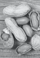  ?? DREAMSTIME/TNS ?? The humble peanut is high in protein, manganese and monosatura­ted fatty acids.