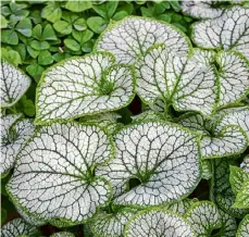  ?? Ball Horticultu­ral Company via AP ?? This undated image provided by Ball Horticultu­ral Company shows a Brunnera “Jack Frost” plant.