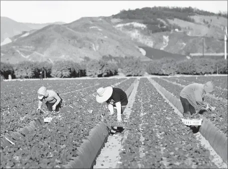  ?? Mel Melcon Los Angeles Times ?? AN ESTIMATED 11 million people are believed to be living in the United States illegally. According to USC researcher­s, undocument­ed people account for 45% of agricultur­al employment in California. Above, farmworker­s pick strawberri­es in Oxnard in...