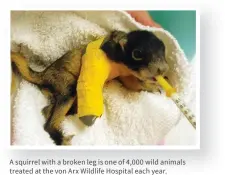  ??  ?? | A squirrel with a broken leg is one of 4,000 wild animals treated at the von Arx Wildlife Hospital each year.