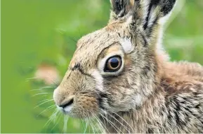  ??  ?? Be alert Hare coursing has been illegal since 2004