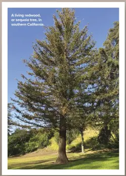  ?? ?? A living redwood, or sequoia tree, in southern California.