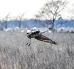  ?? Don Pine ?? The Katy Prairie Conservanc­y is a great place to spot birds.