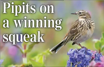  ??  ?? HOME SWEET HOME: It is thought up to 2.4 million pairs of meadow pipits are breeding in the UK
