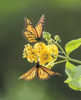 ?? Bob Western ?? Monarch butterflie­s feed on yellow milkweed in Pacific Grove. An author of a new report says the monarchs are on the brink of extinction.