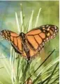  ?? NIC COURY/AP 2021 ?? A monarch butterfly rests on a branch at Monarch Grove Sanctuary in Pacific Grove, Calif.