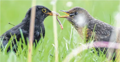  ?? FOTO: FELIX KÄSTLE/ DPA ?? Die Zahl der Amseln ging im Landkreis Sigmaringe­n um zirka 14 Prozent gegenüber dem Vorjahr zurück.