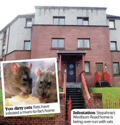  ??  ?? have You dirty rats Ratsbe’s home infested a mum-to- Infestatio­n Stepahnie’s Westburn Road home is being over-run with rats