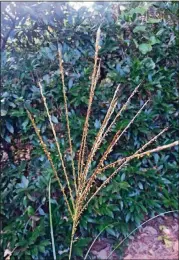  ?? CONTRIBUTE­D BY WALTER REEVES ?? The tan seed heads of maiden grass are attractive in both summer and winter.