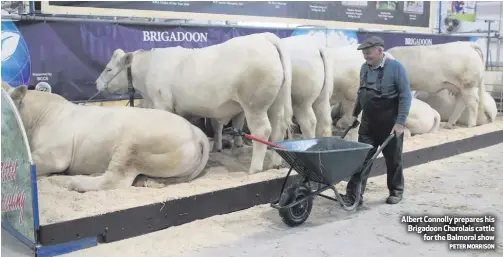  ?? PETER MORRISON ?? Albert Connolly prepares his Brigadoon Charolais cattlefor the Balmoral show