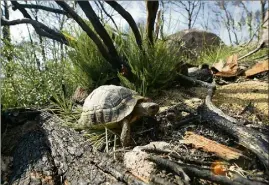  ?? (Photo DR) ?? Le tribunal a estimé le préjudice écologique des travaux non autorisés par le Château de Berne en pleine réserve naturelle nationale de la plaine des Maures à   euros.