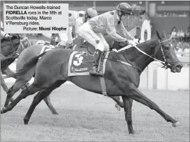  ??  ?? The Duncan Howells-trained FIORELLA runs in the fifth at Scottsvill­e today. Marco V’Rensburg rides.
Picture: Nkosi Hlophe (14.35) - GCC TAKEOVER MR 88 HANDICAP of R105000 over 1200m