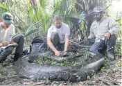  ?? Conservanc­y of Southwest Florida ?? Conservanc­y of Southwest Florida wildlife biologists examine a female Burmese python that was nearly 18 feet long and weighed 215 pounds.