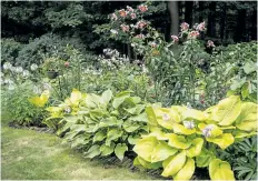  ??  ?? Hosta can be divided in the fall. Divisions will settle nicely while the soil is still warm.