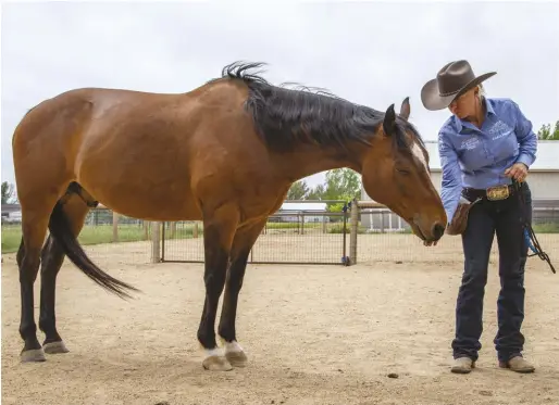  ??  ?? Initially, the horse gets a reward for simply looking at the halter and staying in a neutral position.