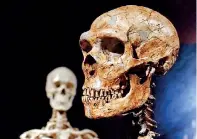  ??  ?? A reconstruc­ted Neandertha­l skeleton, right, and a modern human version of a skeleton, left