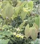  ?? Carol Papas ?? An Epimedium cultivar with yellow flowers and bronze tinged leaves.