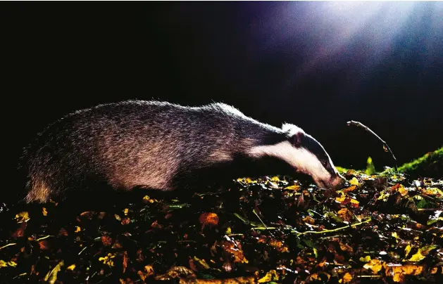  ??  ?? Eurasian badger Sussex, UK. Nikon D4, Nikon 70-200mm, f/2 .8