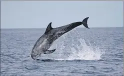  ?? Photograph: Nicola Hodgins/WDC. ?? The majority of UK sightings of Risso’s dolphin occur along Scotland’s west coast.