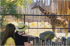  ?? ADOLPH PIERRE-LOUIS/JOURNAL ?? Visitors check out a giraffe at the Albuquerqu­e BioPark Zoo when reopened in August. it