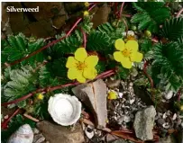  ??  ?? Silverweed