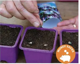  ??  ?? Space seeds widely, so you don’t need to thin out the seedlings later