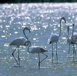  ??  ?? Natura Fenicotter­i in una valle da pesca tra il Po di Levante e il mare