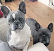  ?? Picture: BEN LACK ?? French bulldogs bought with the stolen cash