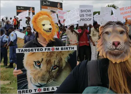  ?? Picture: EPA/African News Agency (ANA) ?? THREATENED: Hundreds of activists demonstrat­ed against canned lion hunting outside a popular lion park near Johannesbu­rg recently.