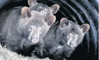  ?? SUPPLIED PHOTO ?? The three bear cubs found in Banff National Park and rehabilita­ted in Ontario poke their heads out of their den as winter draws to a close. The trio were found at Vermillion Lakes in April last year.