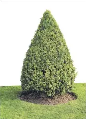  ?? Max Labeille / istockphot­o / Getty images / tns ?? Shrubs should be shaped wider at their bottoms than their tops to ensure water and sunlight reach all plant parts.