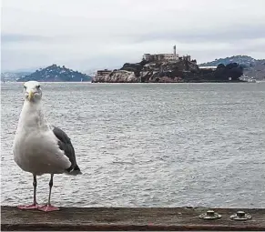  ??  ?? Alcatraz Island is definitely not for the birds. No visit to San Francisco is complete without a few hours spent at the former federal prison.