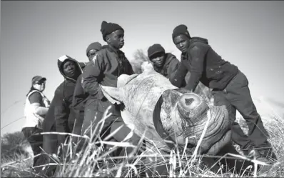  ?? SIPHIWE SIBEKO / REUTERS ?? Workers hold a tranquiliz­ed rhino after it was dehorned in an effort to deter the poaching of one of the world’s endangered species, at a farm outside Klerksdorp, South Africa, on Aug 14.