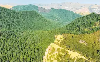  ??  ?? An aerial view of part of Tapuwae Forest (above); Ngatapa Forest is 25km northeast of Gisborne Port.